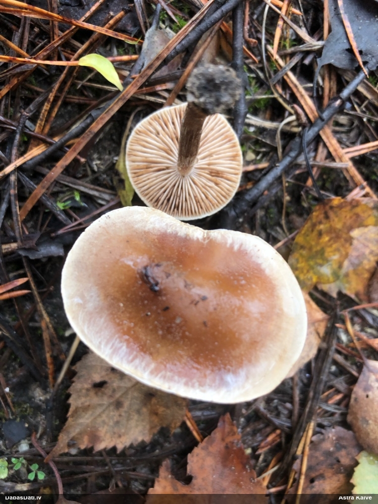 Brūnvidus bārkstmale