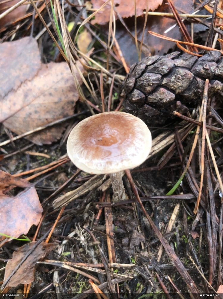 Brūnvidus bārkstmale