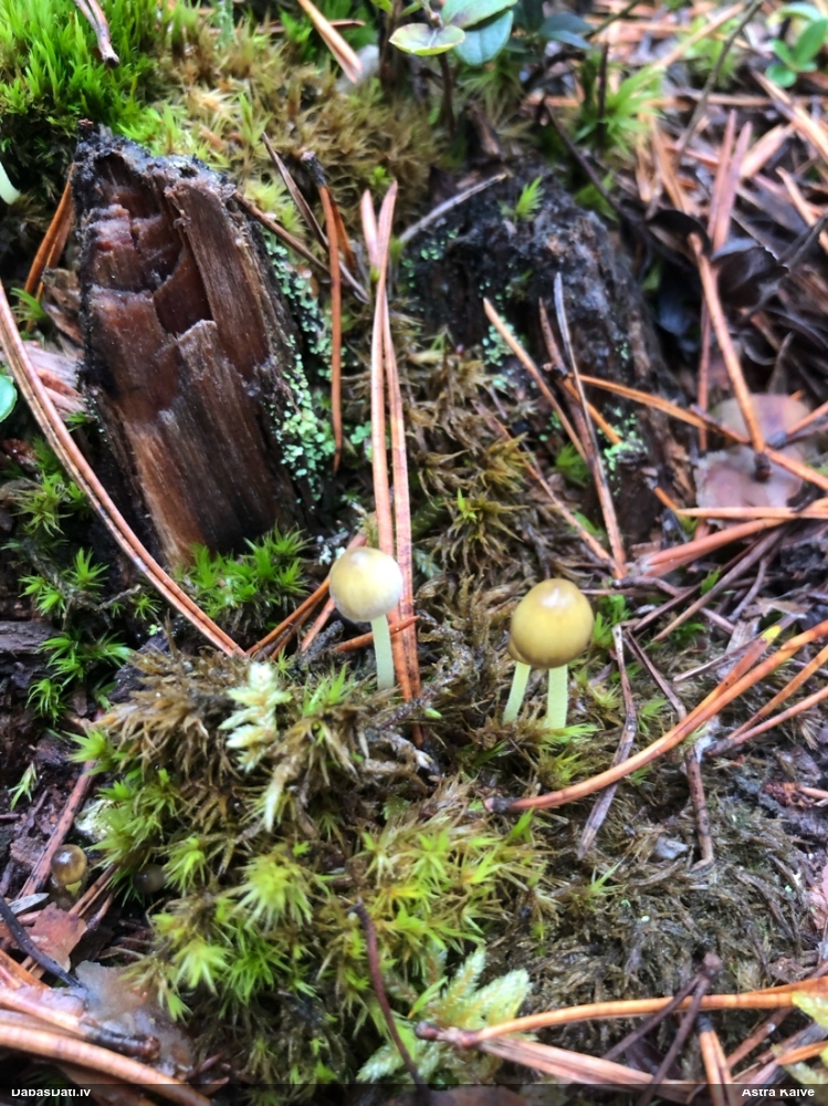 Sēntiņa (nenoteikta)