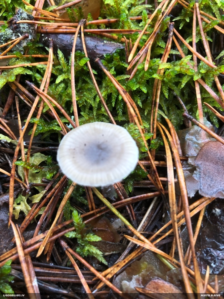 Lapiņsēne (nenoteikta)