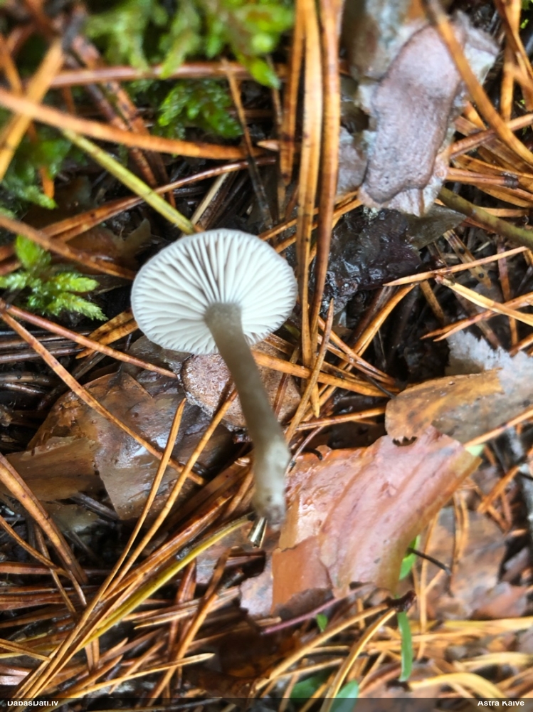 Lapiņsēne (nenoteikta)