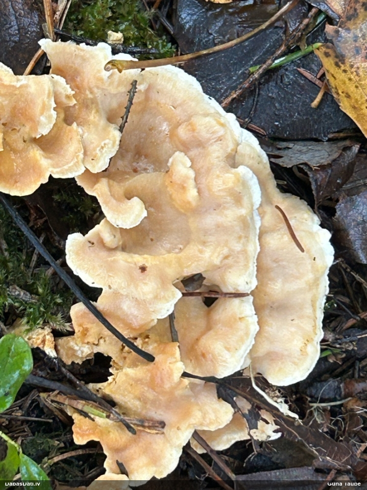 Sēne (nenoteikta)