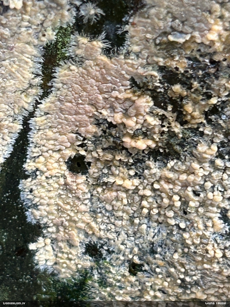 Sēne (nenoteikta)