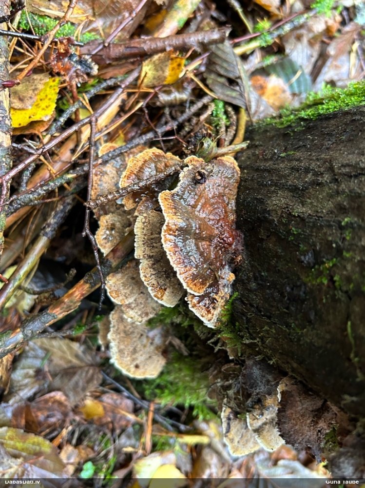 Alkšņu spulgpiepe