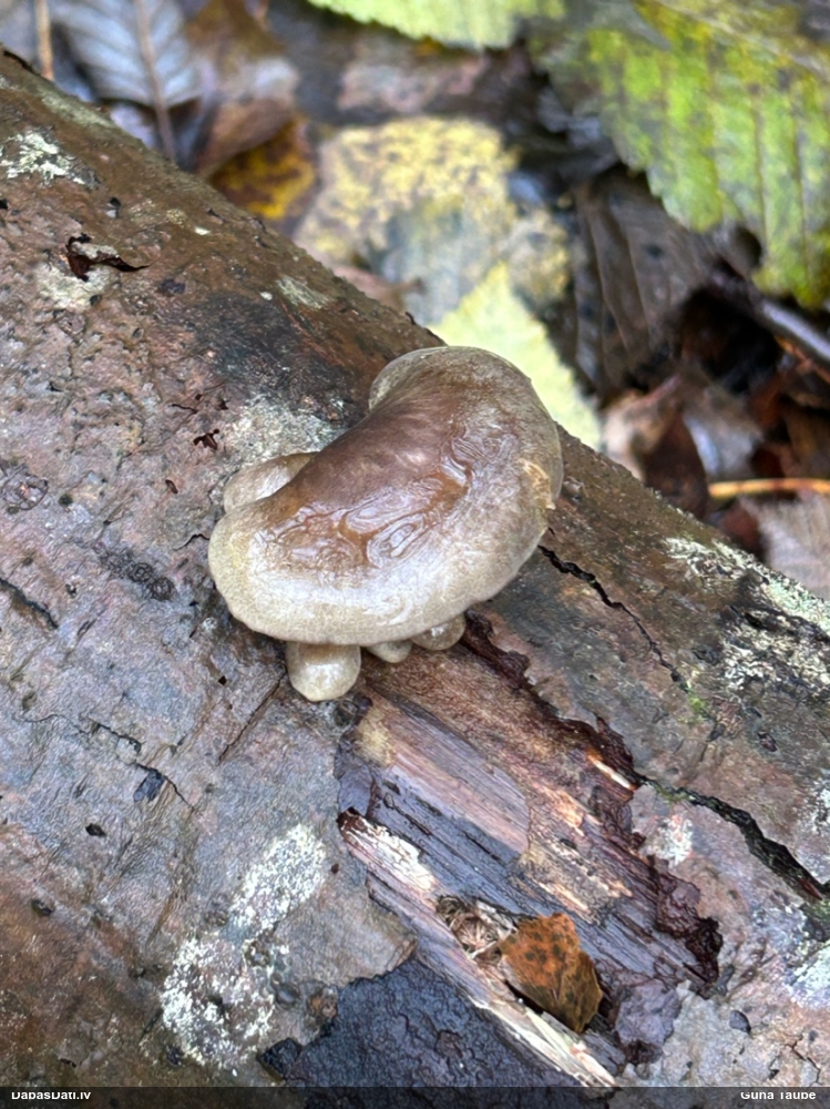Vēlā pundurkamolene
