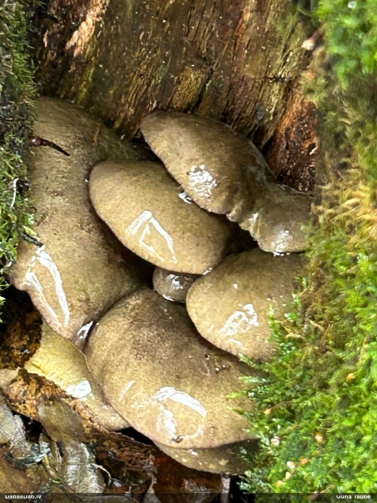 Vēlā pundurkamolene