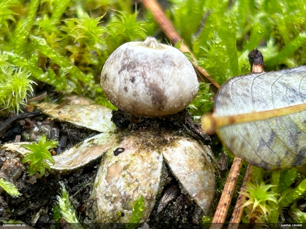 Zemeszvaigzne (nenoteikta)