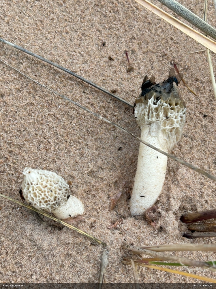Hadriāna zemestauki