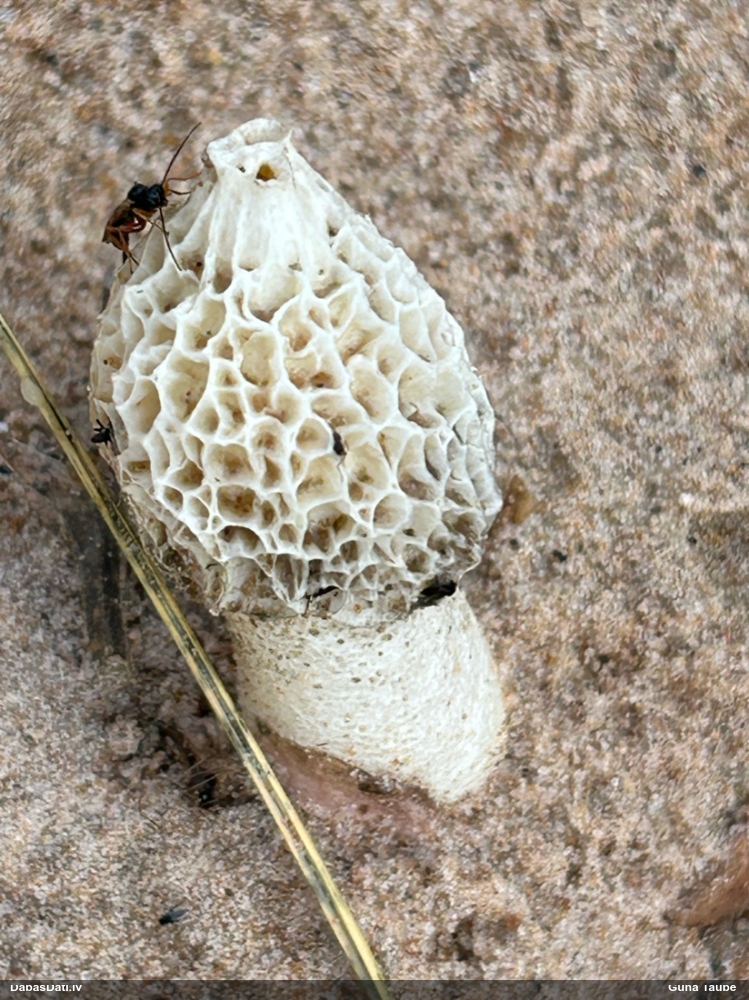 Hadriāna zemestauki