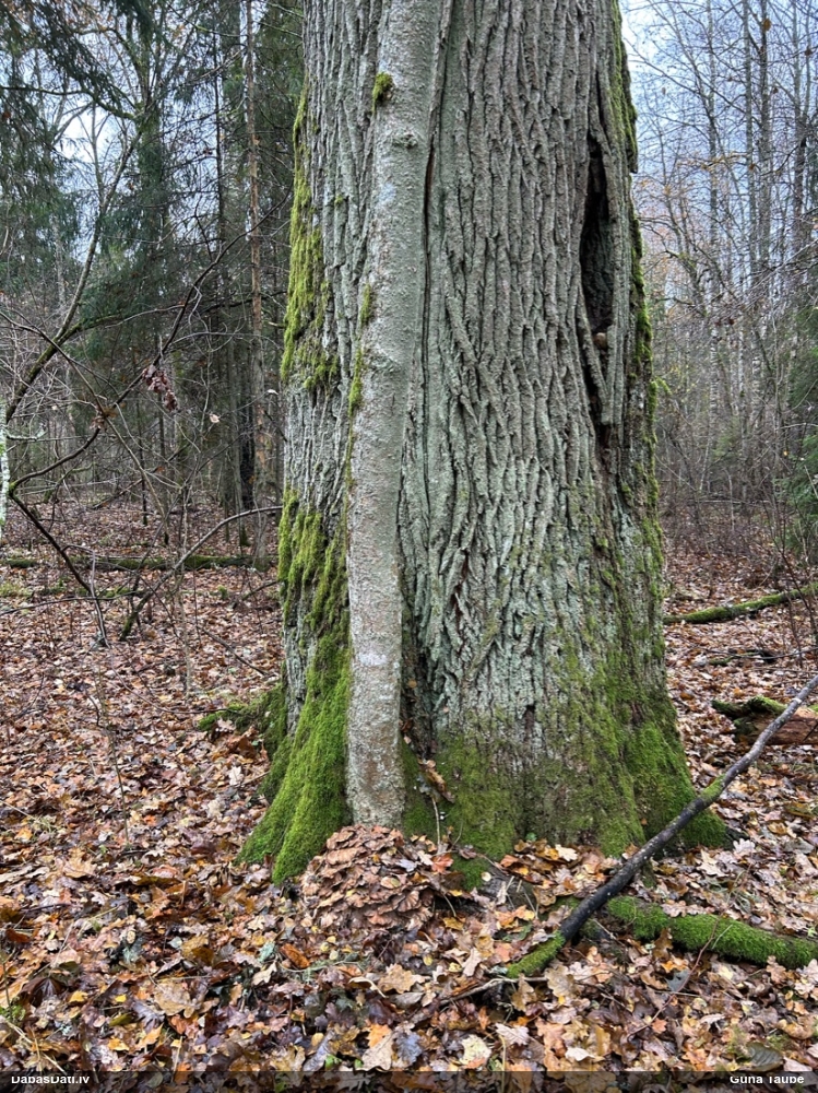 Daivainā čemurene