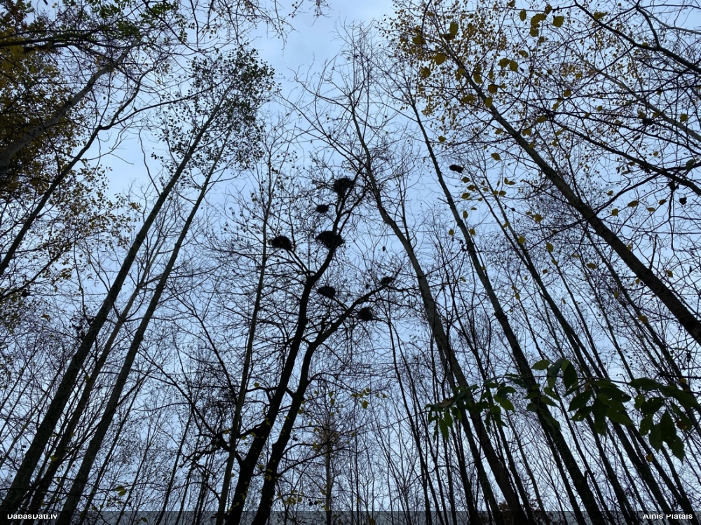 серая цапля