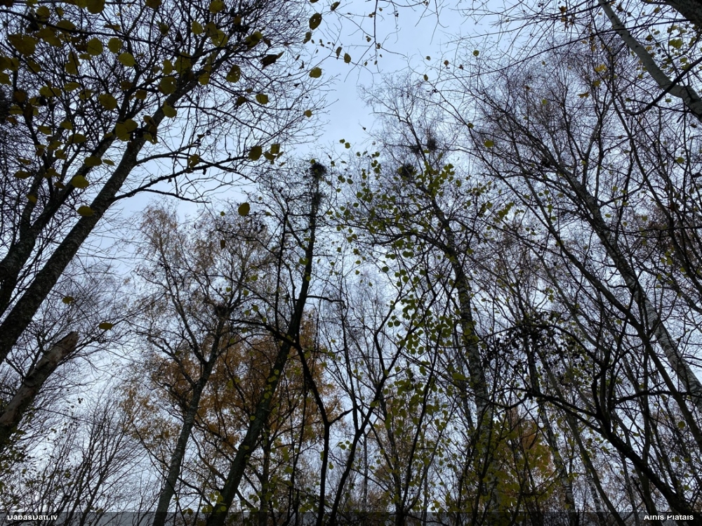 серая цапля