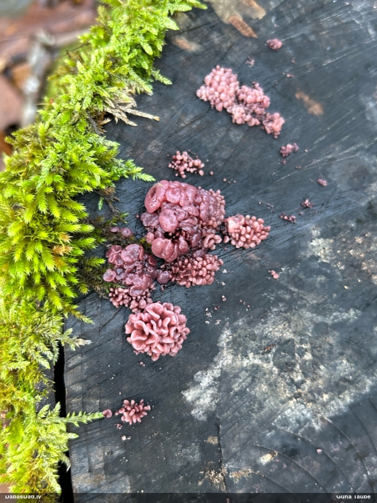 Krokainā purpurlāsene