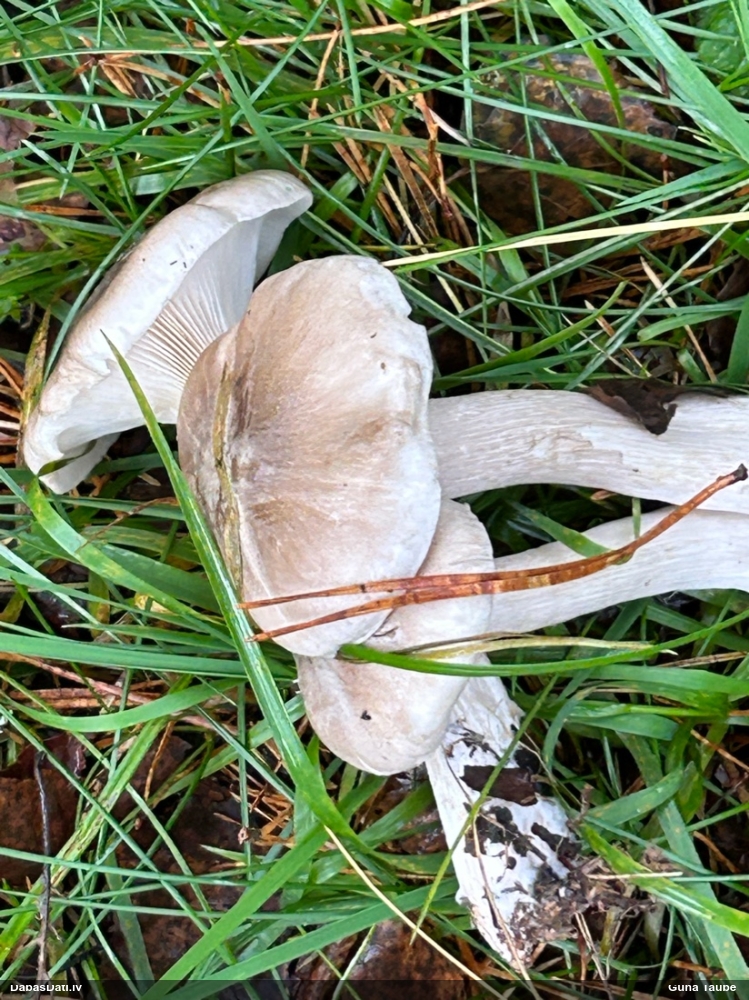 Dūmainā aplocene, piltuvene, liepene