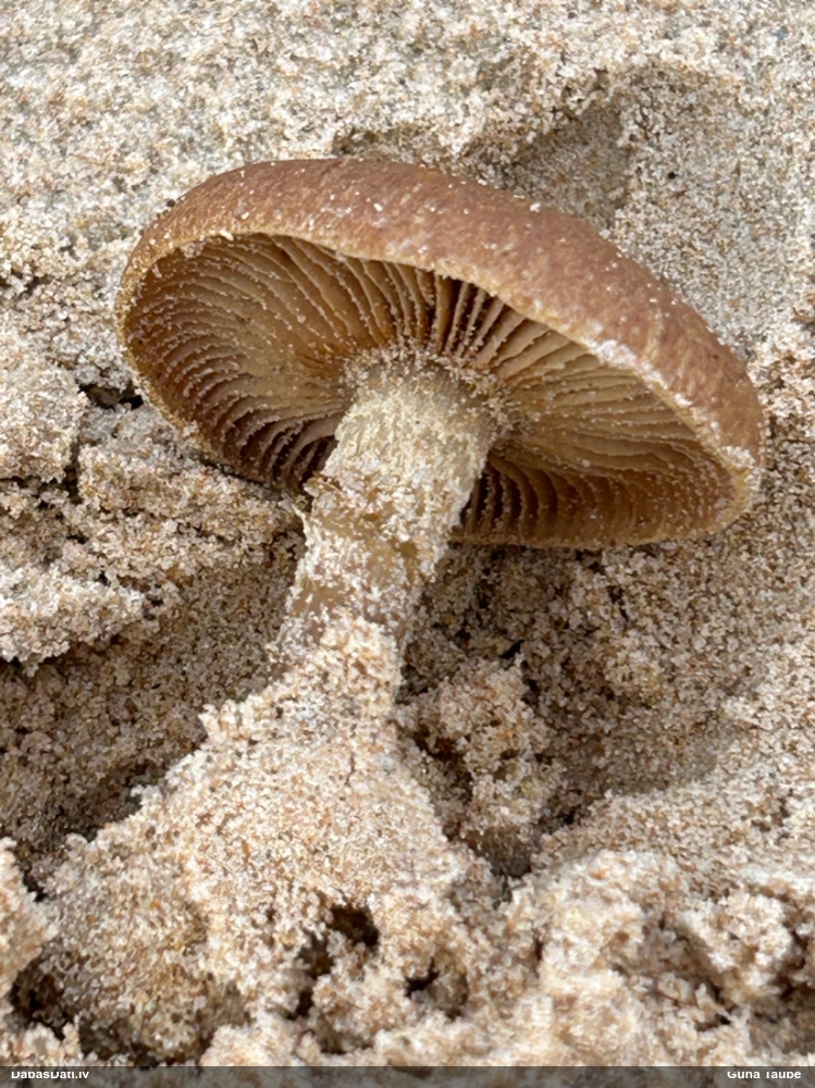 Smilšu spīgulīte (smiltāju spīgulīte)