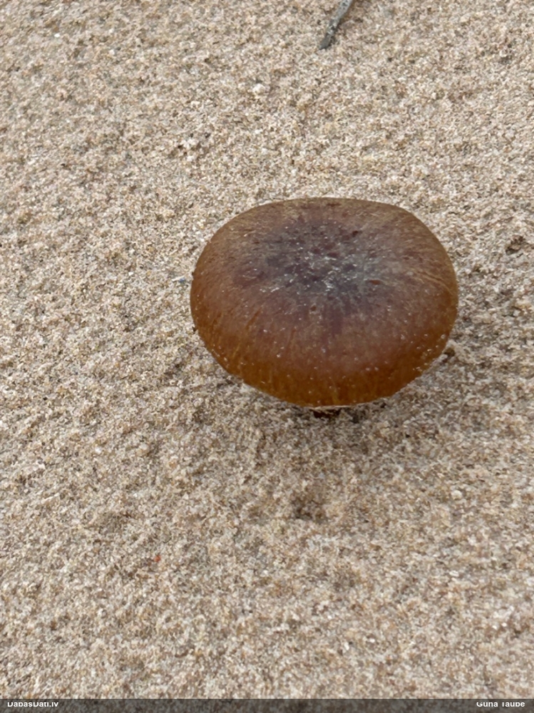 Smilšu spīgulīte (smiltāju spīgulīte)