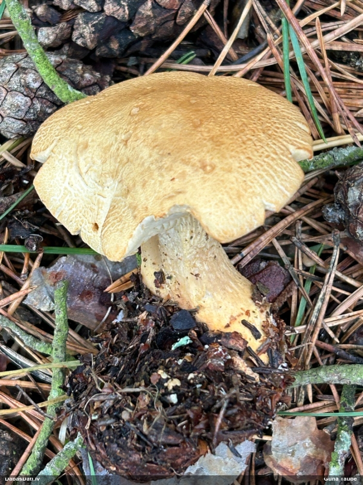 Lapiņsēne (nenoteikta)