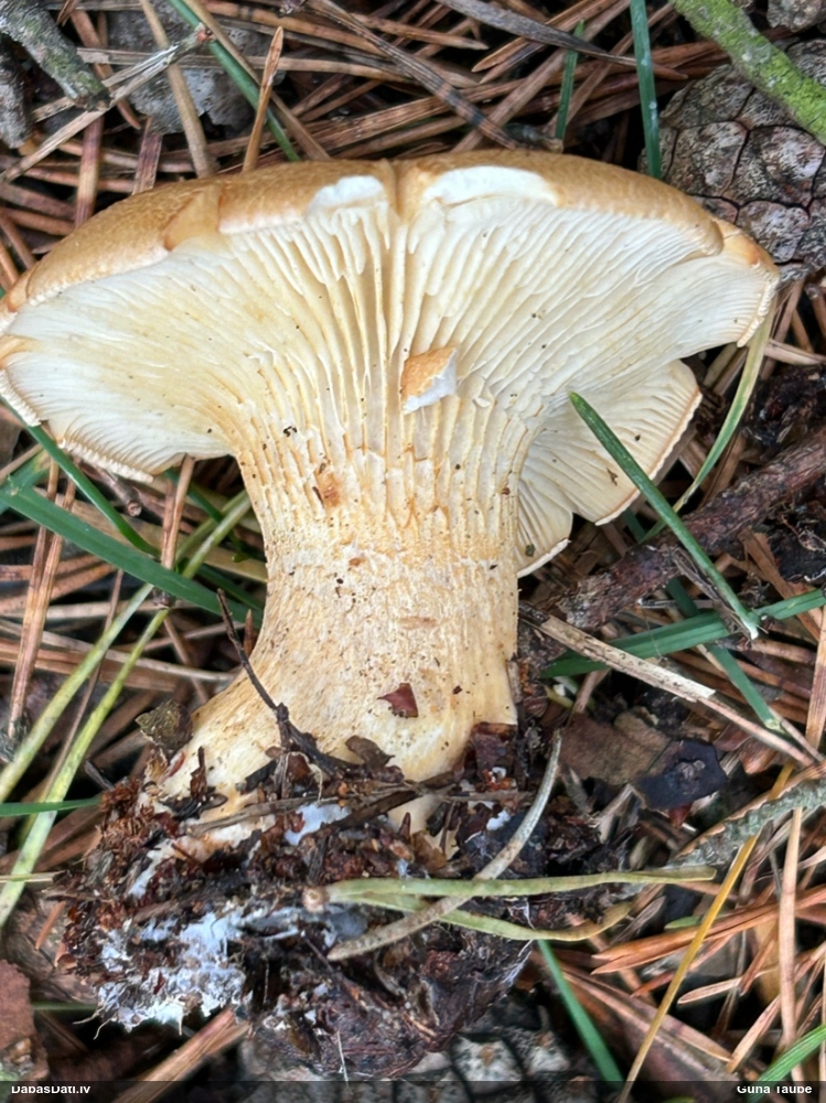 Lapiņsēne (nenoteikta)