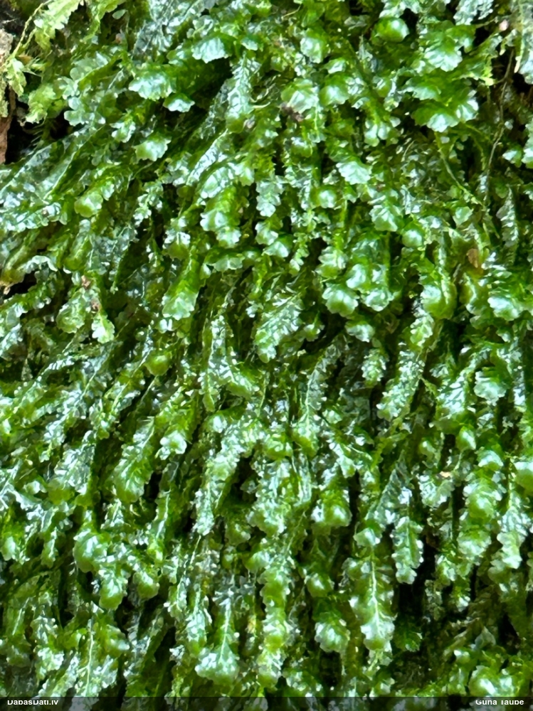Tievā gludlape
