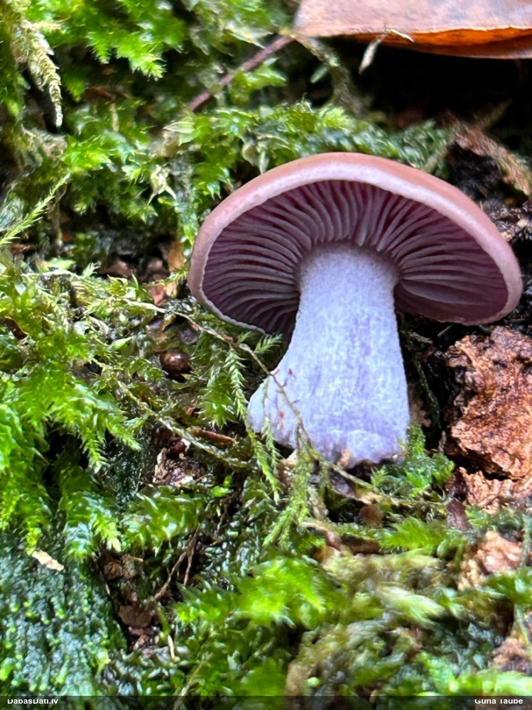 Kailā aplocene