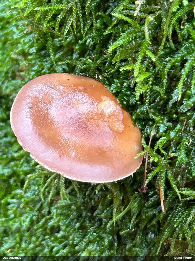 Kailā aplocene