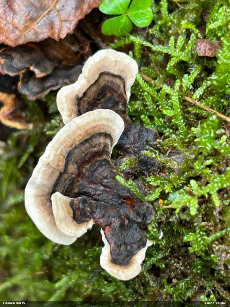 Raibā tauriņpiepe