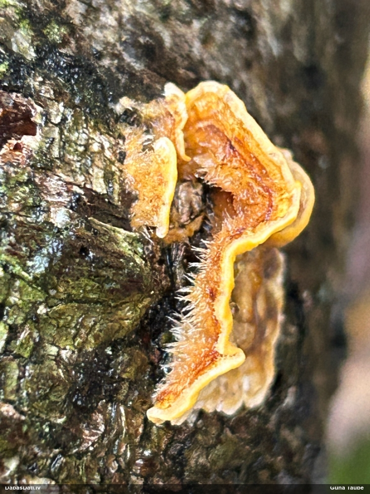 hairy Stereum