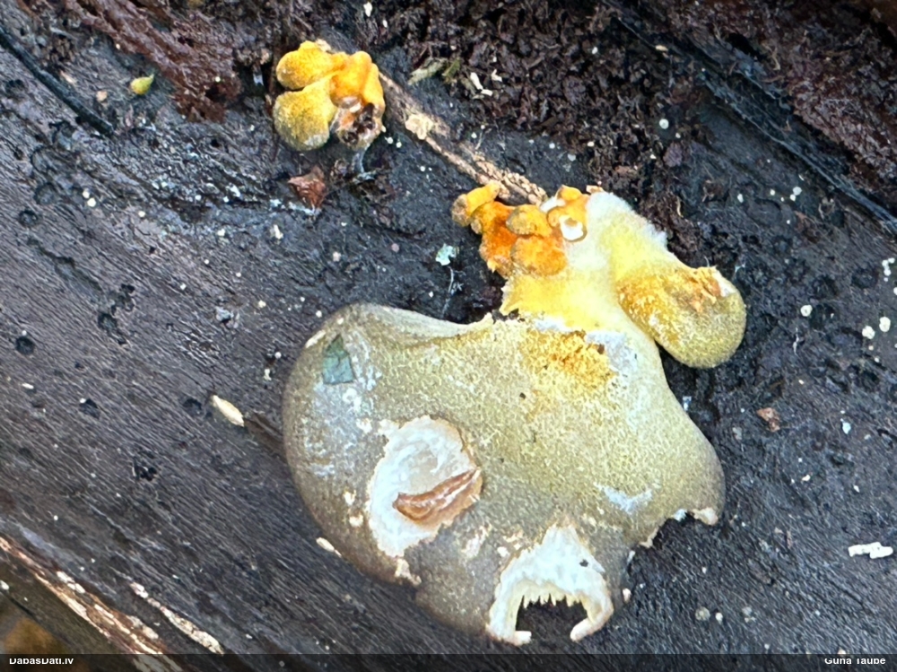 Vēlā pundurkamolene