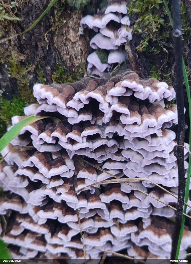Purpura sīkpiepe