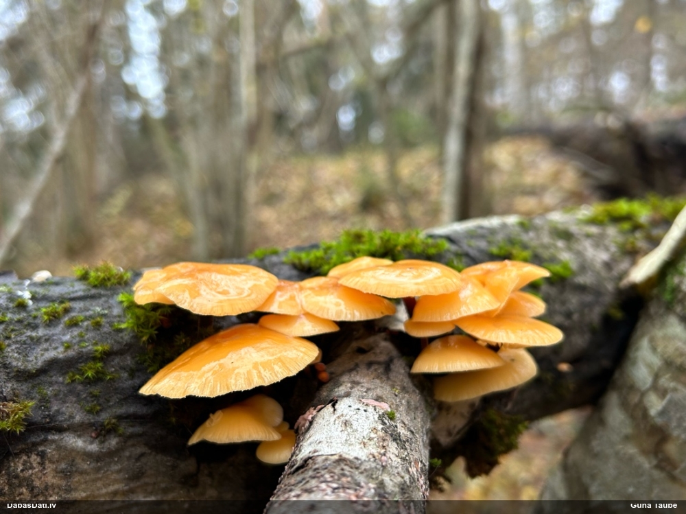 Samtainā ziemene (ziemas celmene)