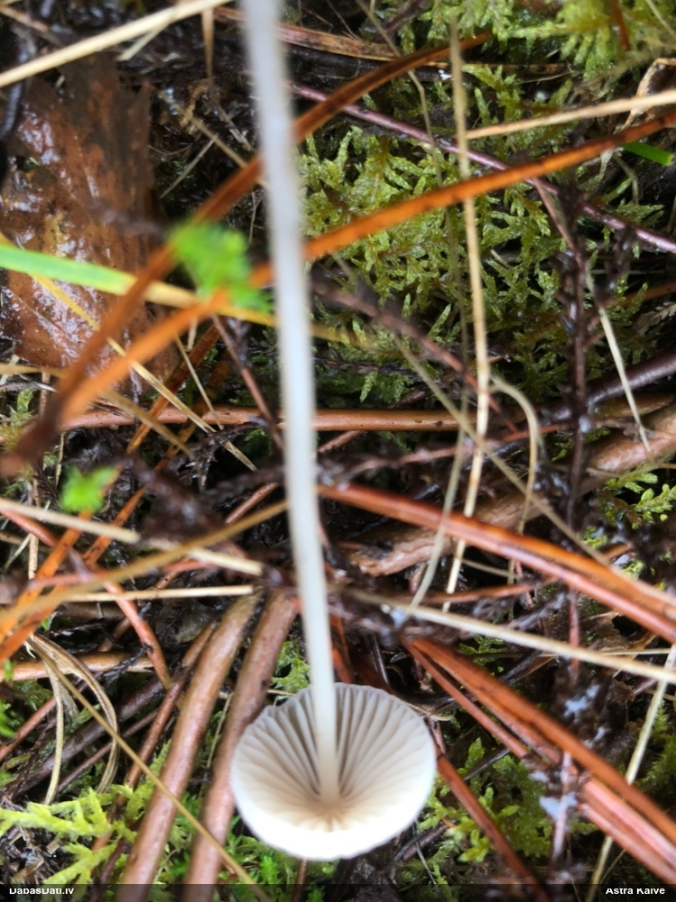 Sēntiņa (nenoteikta)