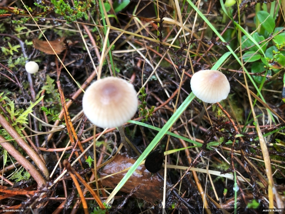Sēntiņa (nenoteikta)