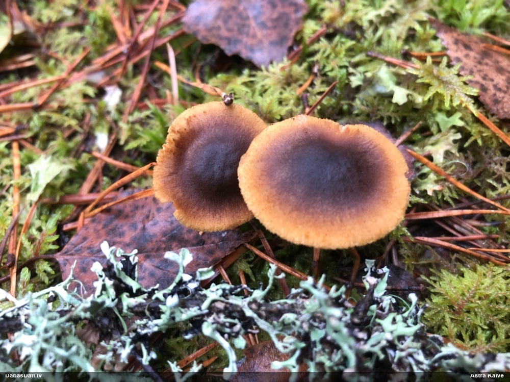 Tīmeklene Cortinarius sp.