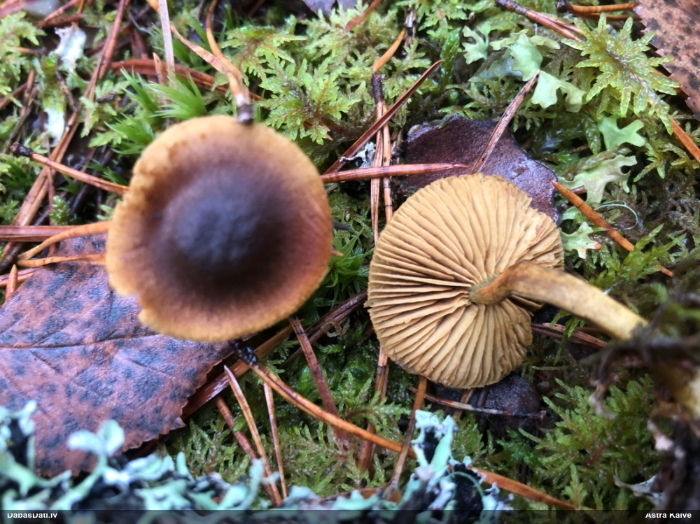 Tīmeklene Cortinarius sp.