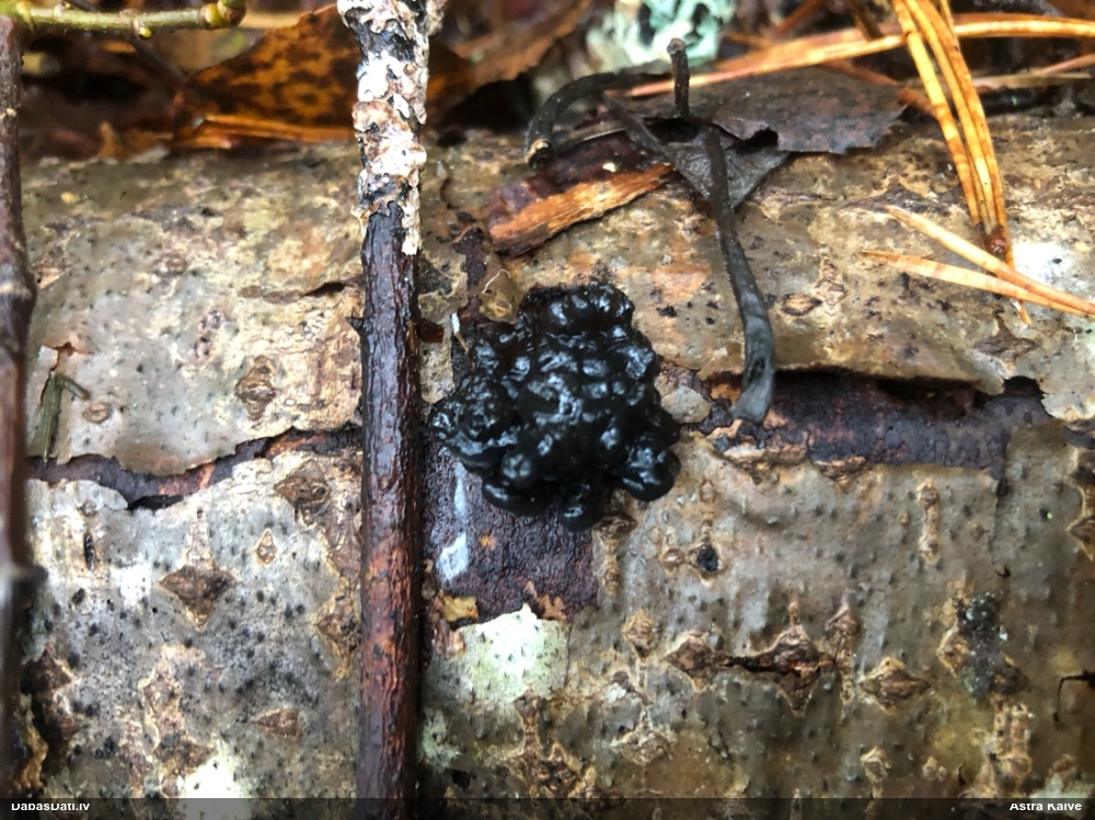 Black Jelly Roll