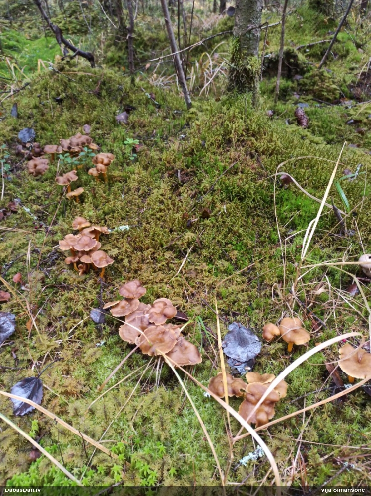 Sekstainā gailene
