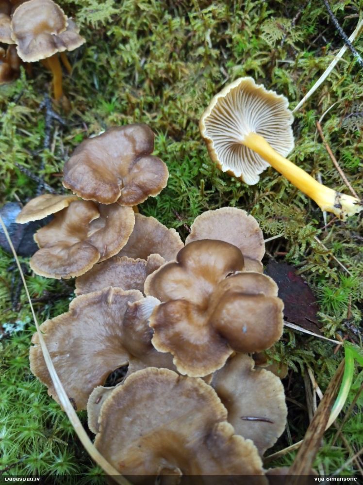 Sekstainā gailene