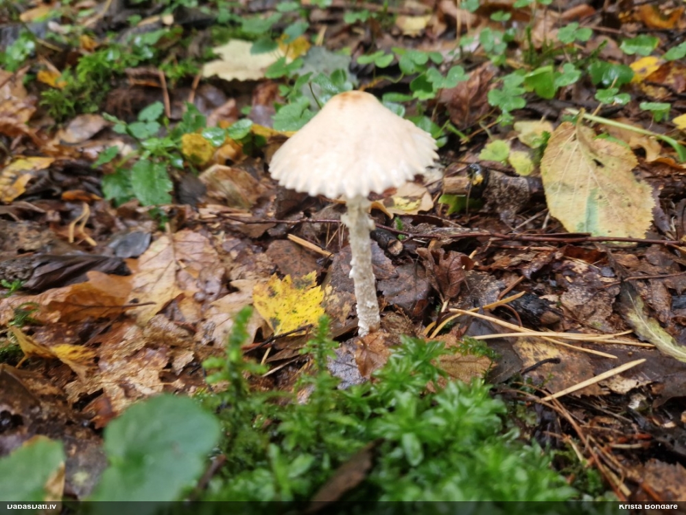 Saulsardzene Lepiota sp.