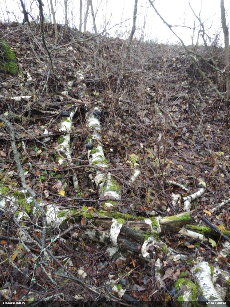Šūnu metatrihija