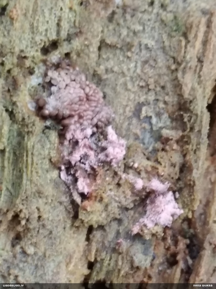 Ķeizariskā arcīrija