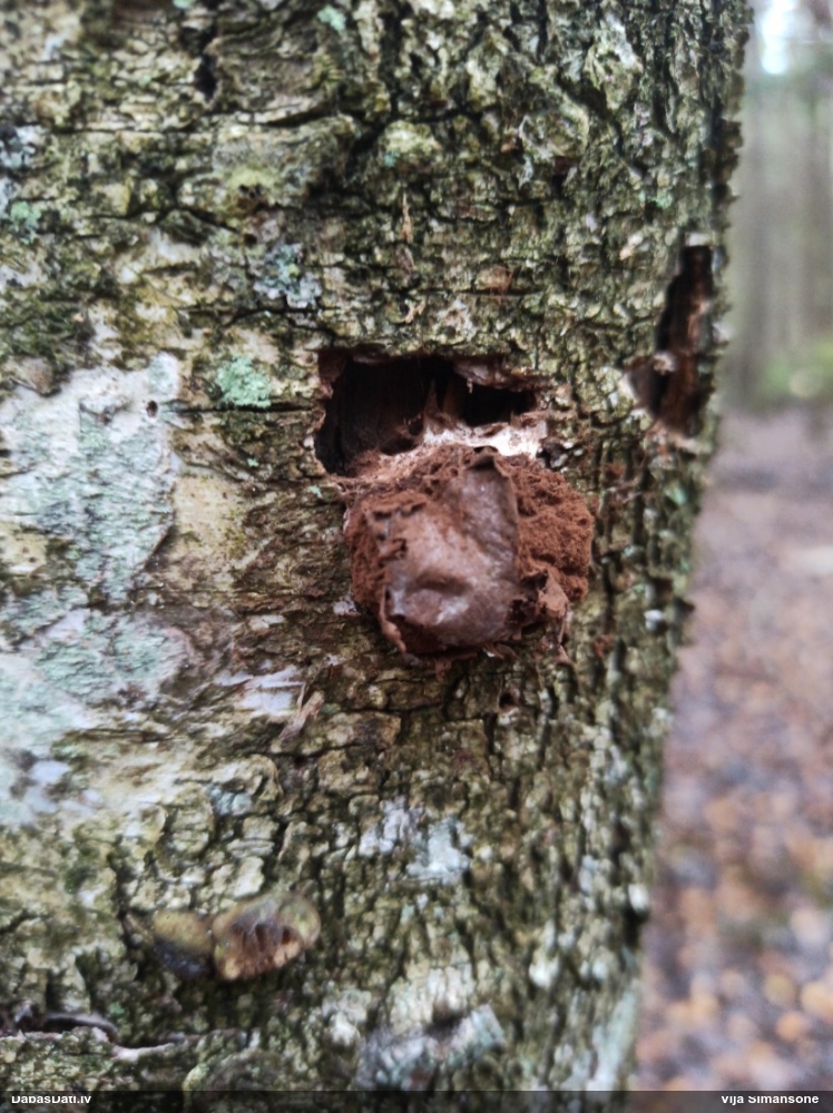 Neīstais pūpēdis, parastais gļotpūpēdis