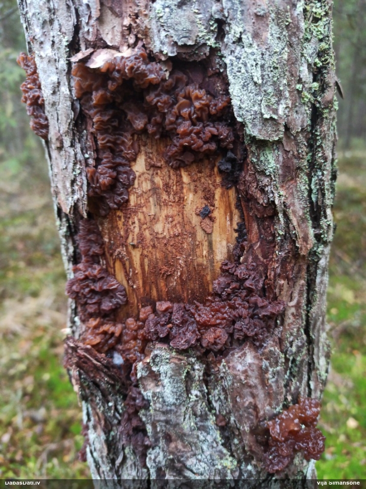 Saldā eksīdija
