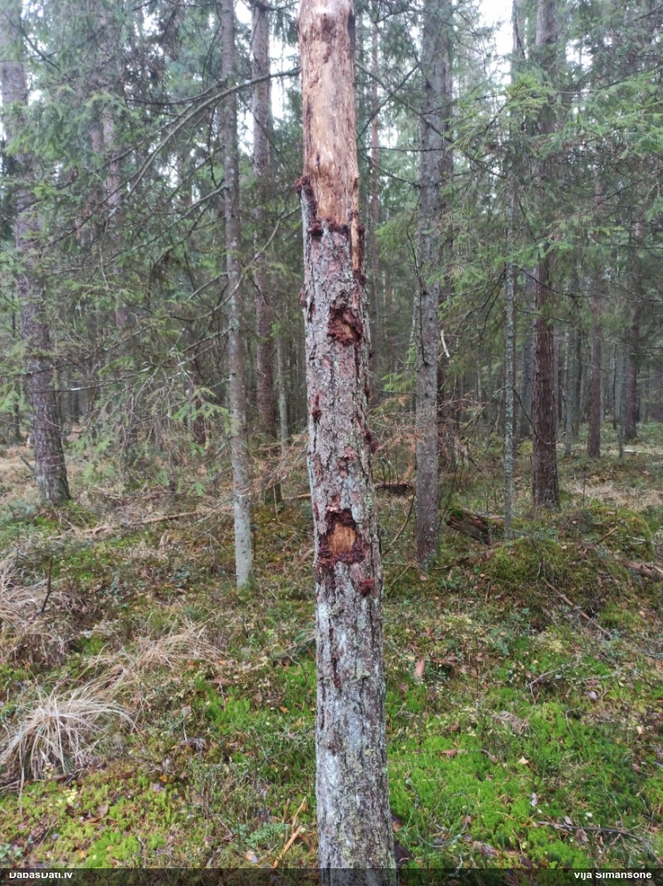 Saldā eksīdija