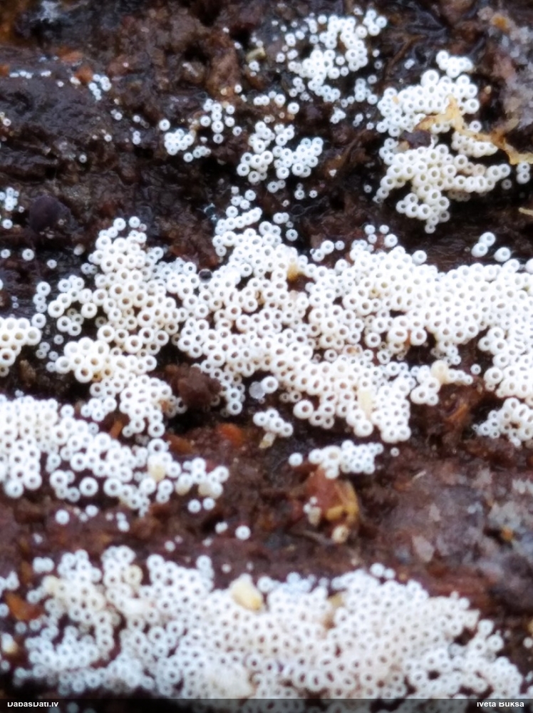 Sēne Henningsomyces candidus