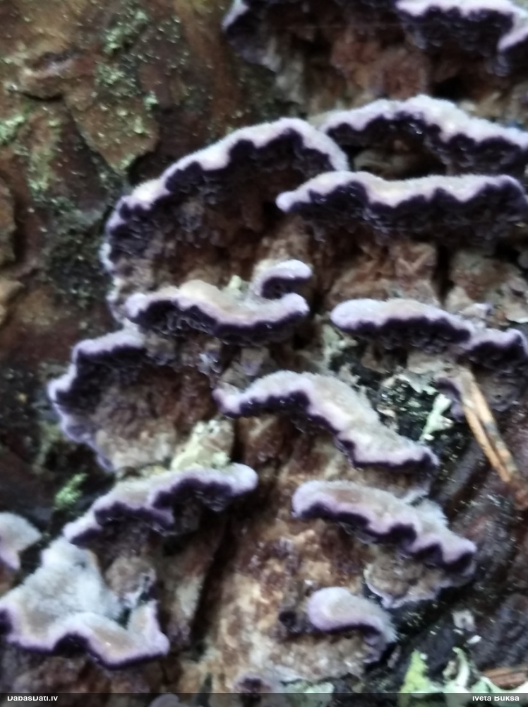 Egļu violetpiepe