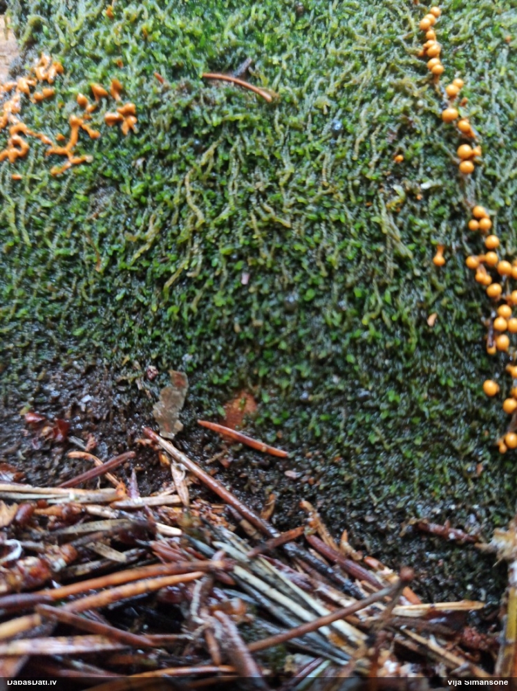 Kolloderma (nenoteikta)