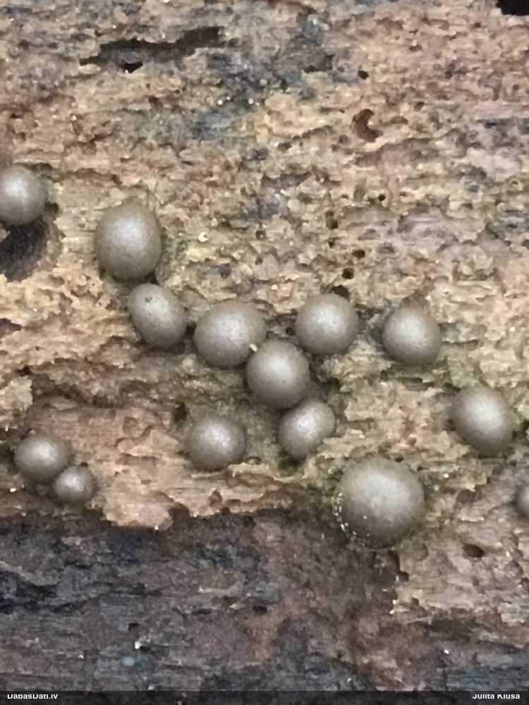Vilkpienaine (nenoteikta)