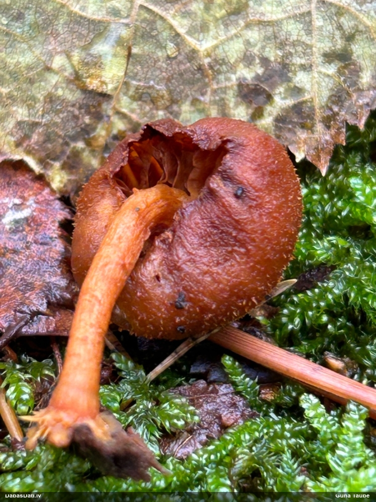 Liesmenīte Flammulaster sp.