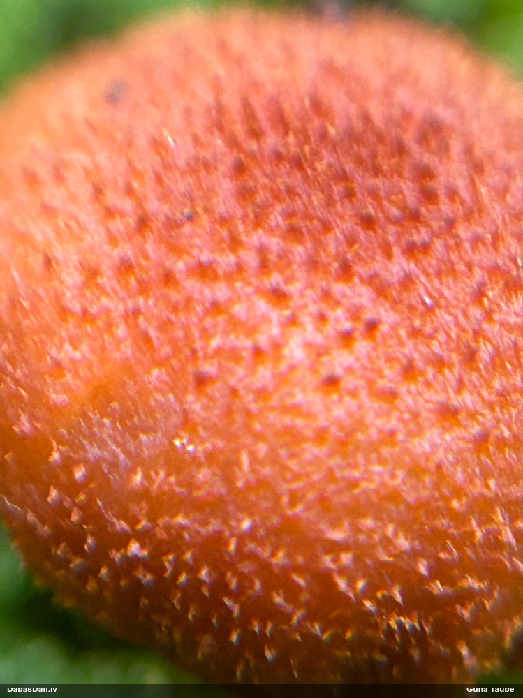 Liesmenīte Flammulaster sp.