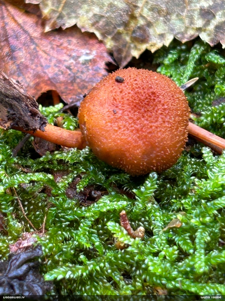 Liesmenīte Flammulaster sp.